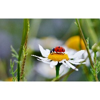 Светлана Александровна Козачок