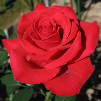 Апросинкина Наталья Владимировна