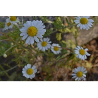 Матвеева Татьяна Федоровна