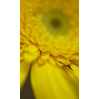 Мельникова Ангелина Александровна