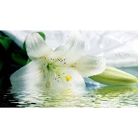 Макшаева Елена Павловна