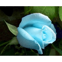 степанчук ольга александровна