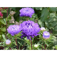 Павлова Гюзял Тахирзяновна