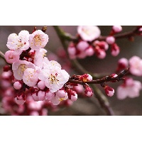 Диана Марсовна Фаттахова