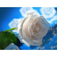 Абдуряшитова Наиля Меоимовна