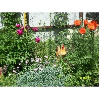 Макаренко Татьяна Генадьевна