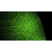 Оракулова Анна Александровна