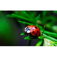 Суровова Инесса Эдуардовна