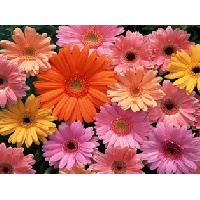 Кузнецова Наталья Алексеевна