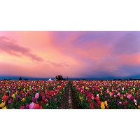 Веденькина Снежанна Николаевна