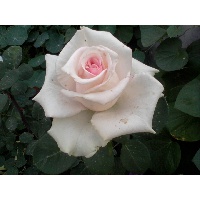 Гончарова  Наталья Васильевна