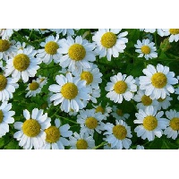 Земелькина Надежда Николаевна