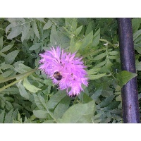 Дорофеева Юлия Анатольевна