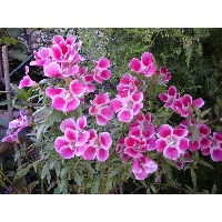 Лёгкая Оксана Александровна