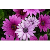 Блюменштейн Вера Васильевна