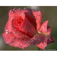 Резниченко Наталья Александровна