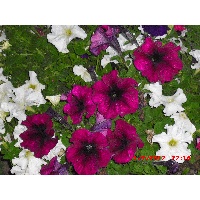 Костикова Елена Васильевна