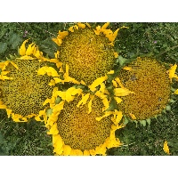 Маутина Анна Вадимовна