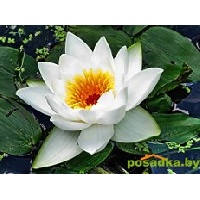 Батурина Елена Алексеевна