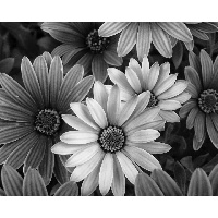 Седова Евгения Леонидовна