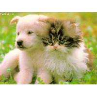 Сокологорская Екатерина Михайловна