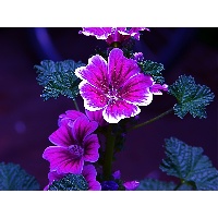 Утникова Ирина Семеновна