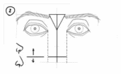 draw-nose-frontal-view-step2.jpg