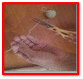 Shape54