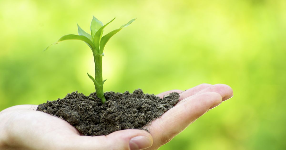 Экологические проекты – уникальная форма экологического воспитания