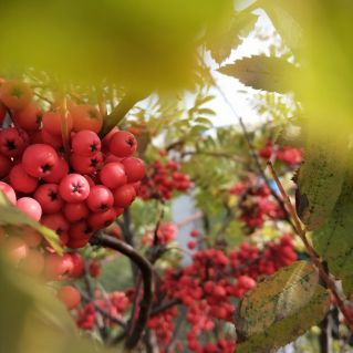 "Рябиновый рай"