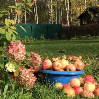 Осенняя мозаика