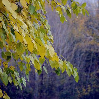 Краски осени