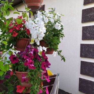 Мои любимые  красавицы -Петунии