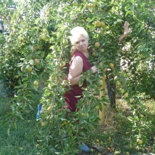 Урожай яблок -2021г