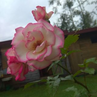 Королева цветов.