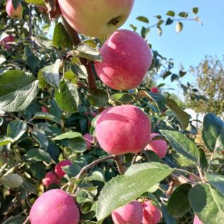 Яблочный фестиваль