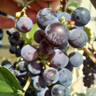 Виноград созрел