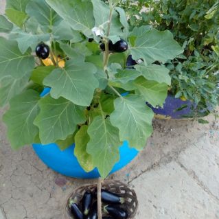 ФАН-ФАН-Баклажан