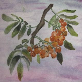 Рисунок акварель. "Веточка рябины"