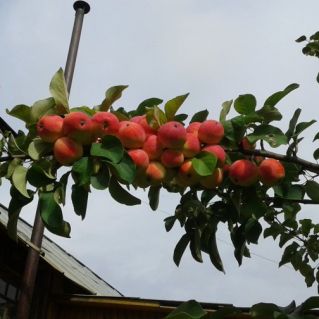 "Осень золотая"