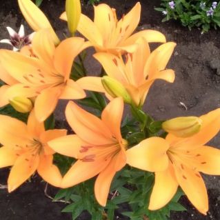 Золотая лилия