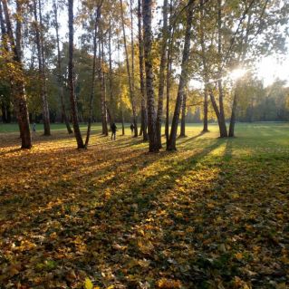 "Разноцветные краски Осени!"