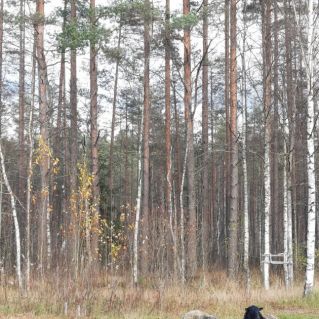 осенняя пора