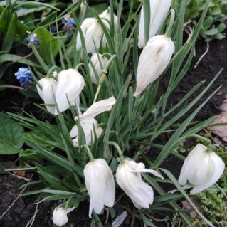 "Нежность Весны!"