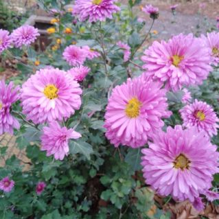 "Осенний привет"