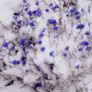 Авторская фотография "Отголоски осени. Первый снег"