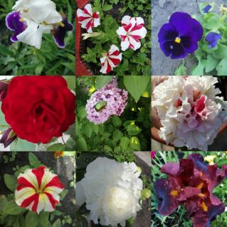 На нашей клумбе.