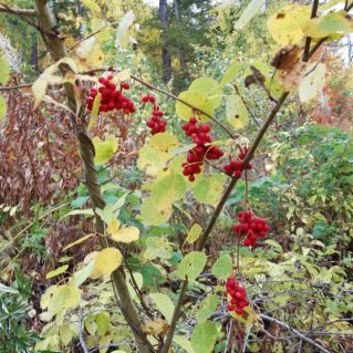 Краски осени