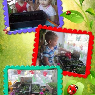 Огород на подоконнике