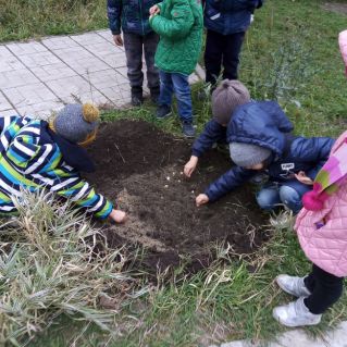 Посадили мы тюльпаны